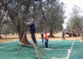 Harvesting olives from the olive trees