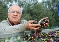 The owner Mario Schirinzi during the olive harvest